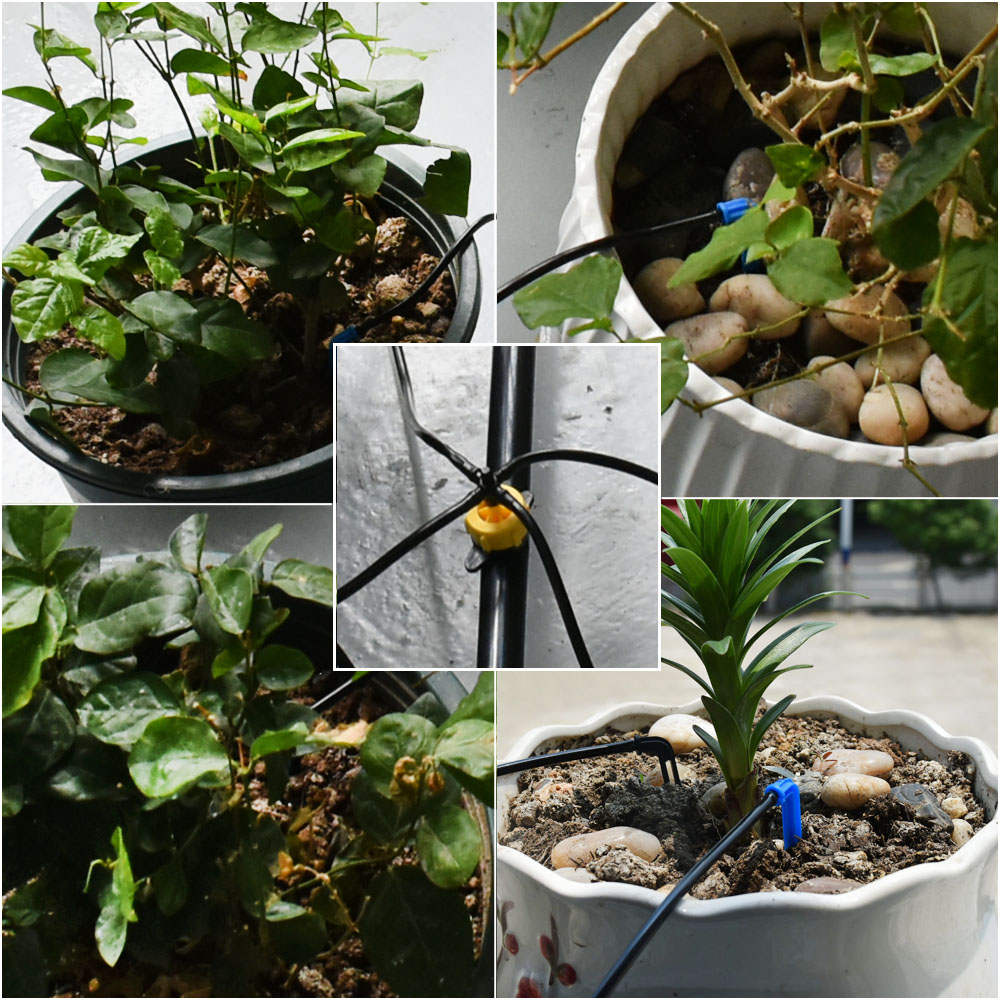 Greenhouse-Curved Arrow Drip I - Root Watering Spike avaliação e preço