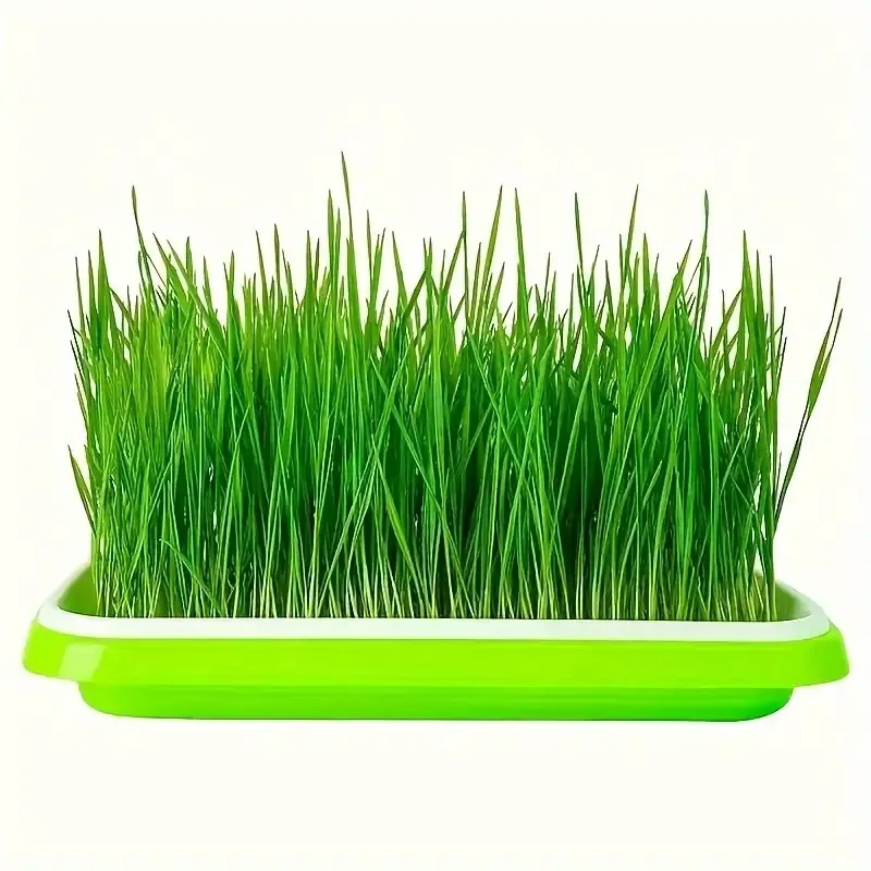 Últimos Modelos de Bandeja par - Gardening Tools Vegetables avaliação e preço